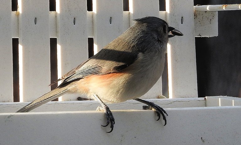 Birds at my Feeder