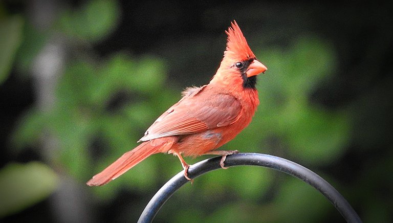 Zazzle greeting cards featuring my feathered friends for my mother