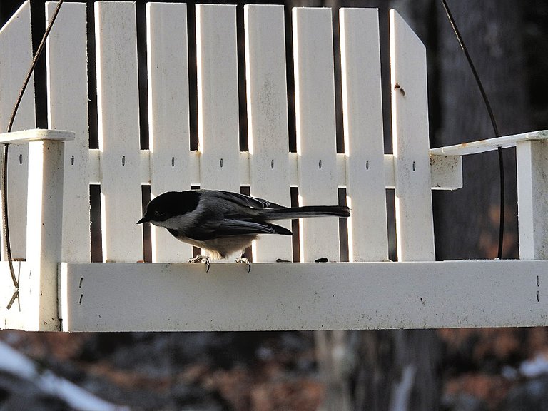 Birds at my Feeder