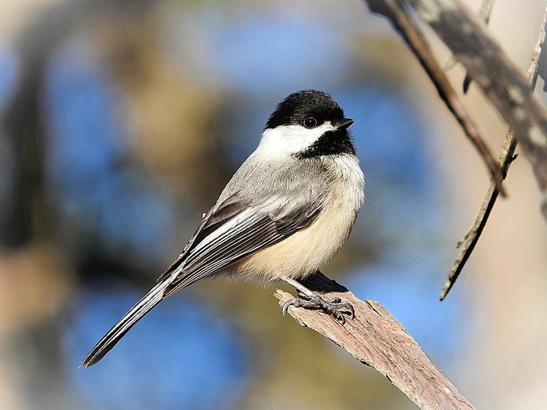 Flashback Feathered Friends Fotos, Deeply Dreamed