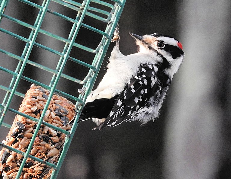 Birds at my Feeder