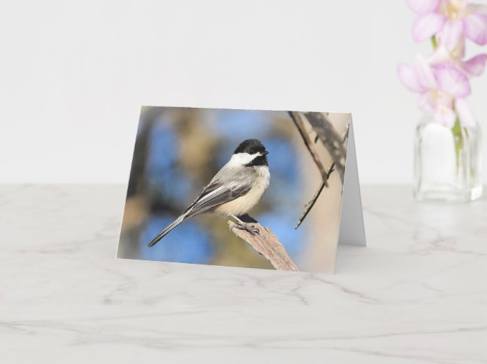 Zazzle greeting cards featuring my feathered friends for my mother