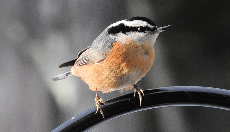 Birds at my Feeder