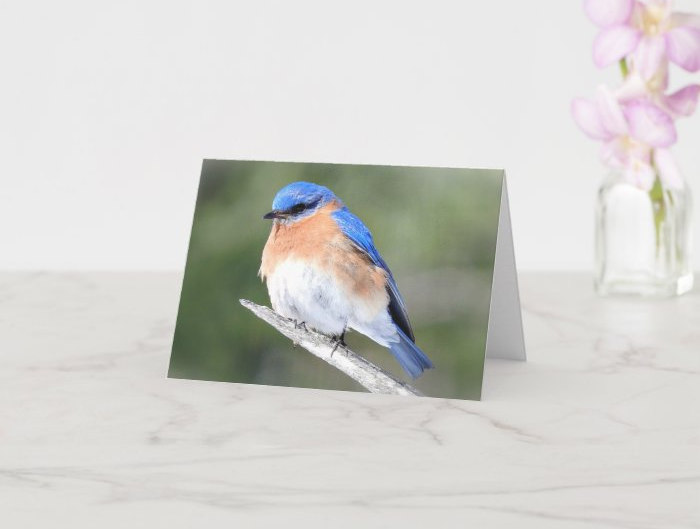 Zazzle greeting cards featuring my feathered friends for my mother