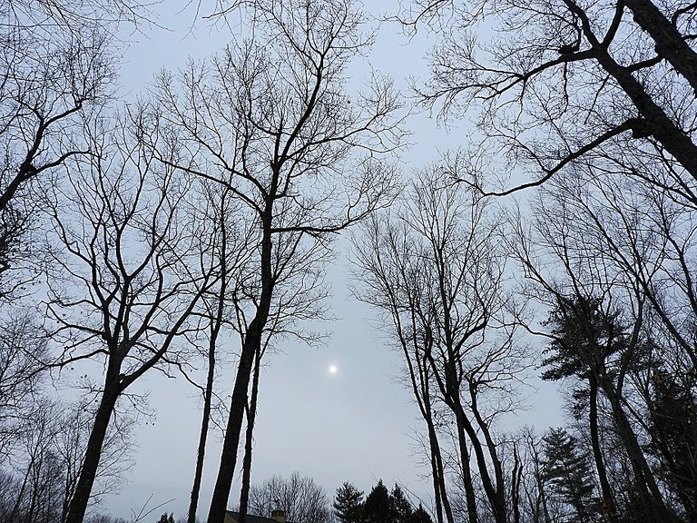 The Woods Behind our House