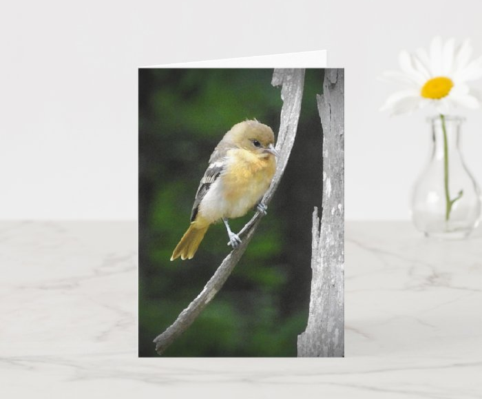 Zazzle greeting cards featuring my feathered friends for my mother