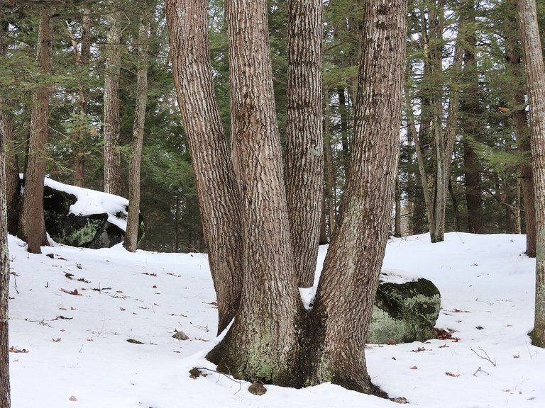 Trees Along the Driveway