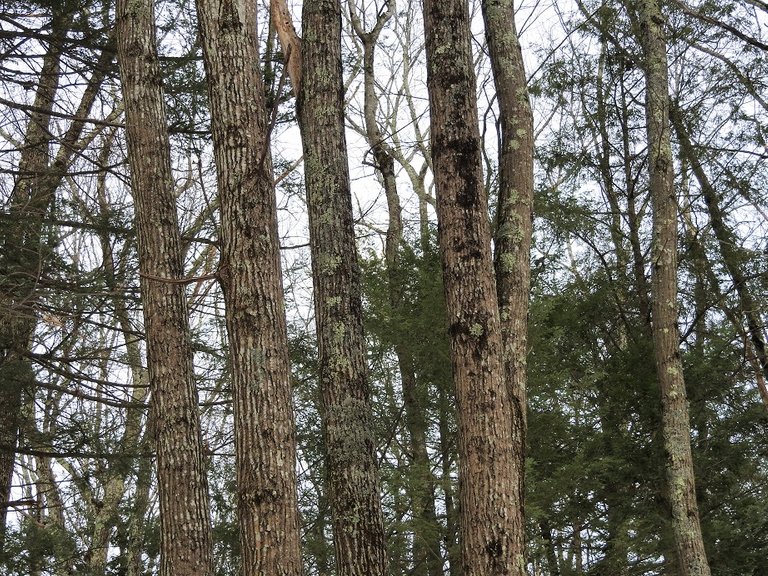 Trees Along the Driveway