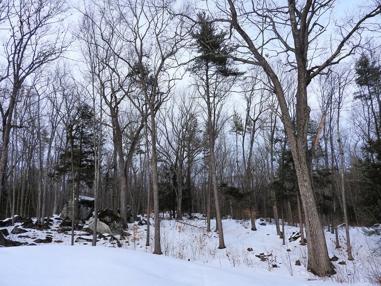 Trees Along the Driveway