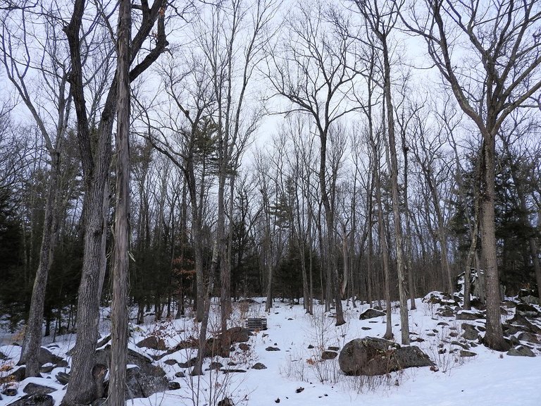 Trees Along the Driveway