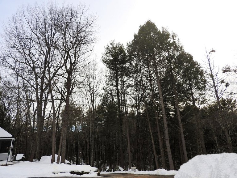 Trees Along the Driveway