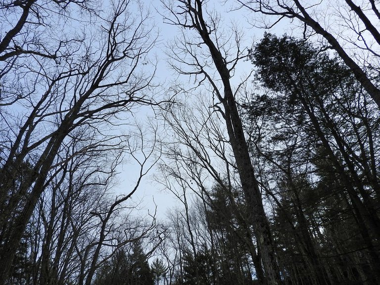 Trees Along the Driveway