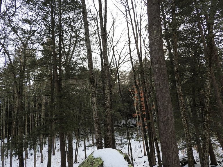 Trees Along the Driveway