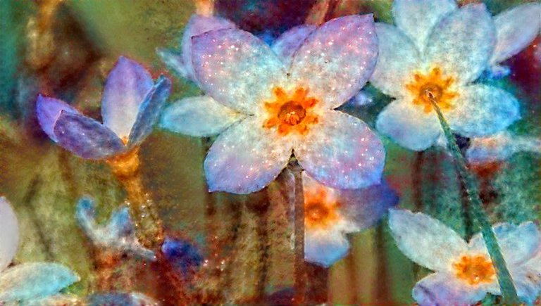 Five Funky Flower Filtered Fotos