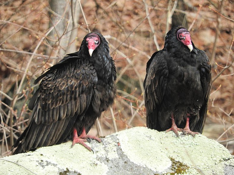 Turkey Vultures in love