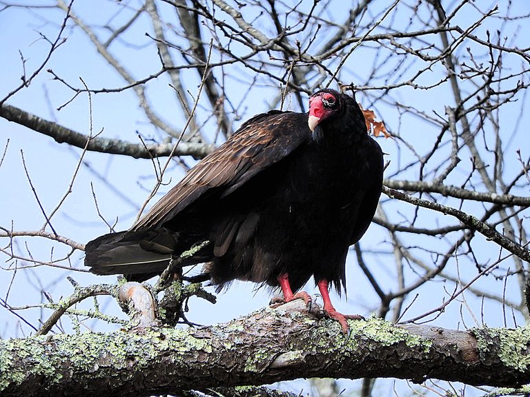 Turkey Vultures in love