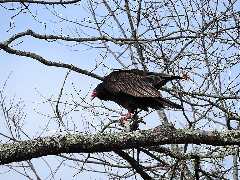 Turkey Vultures in love