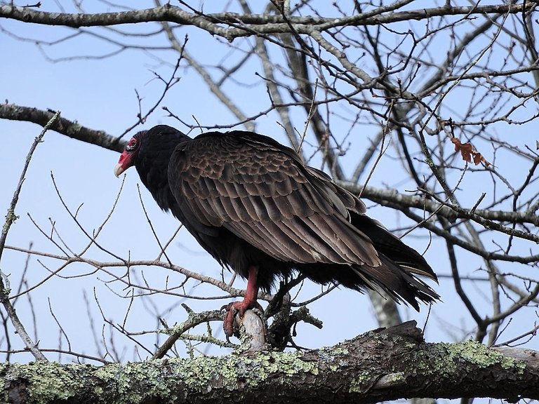 Turkey Vultures in love