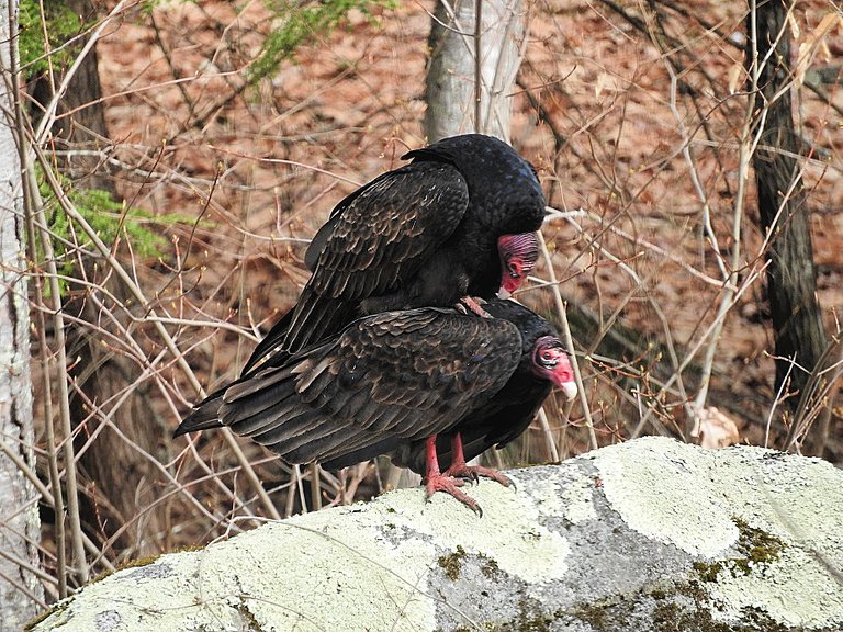 Turkey Vultures in love