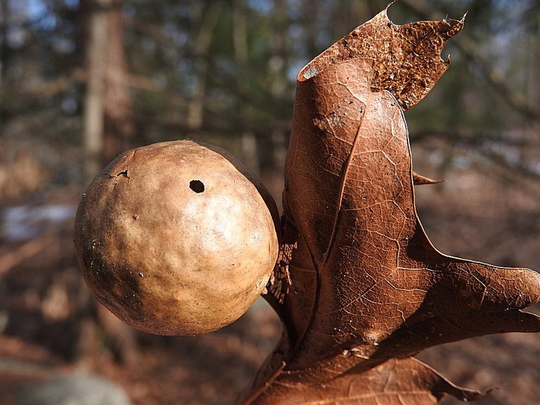 Wordless Wednesday Woods Walk