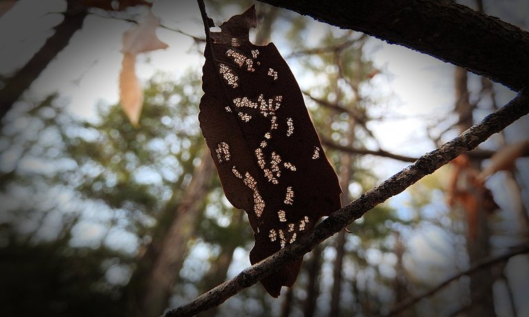 Wordless Wednesday Woods Walk