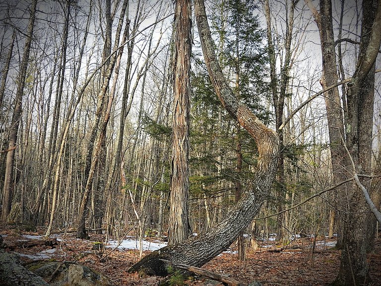 Wordless Wednesday Woods Walk