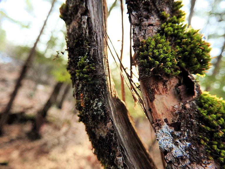 Wordless Wednesday Woods Walk