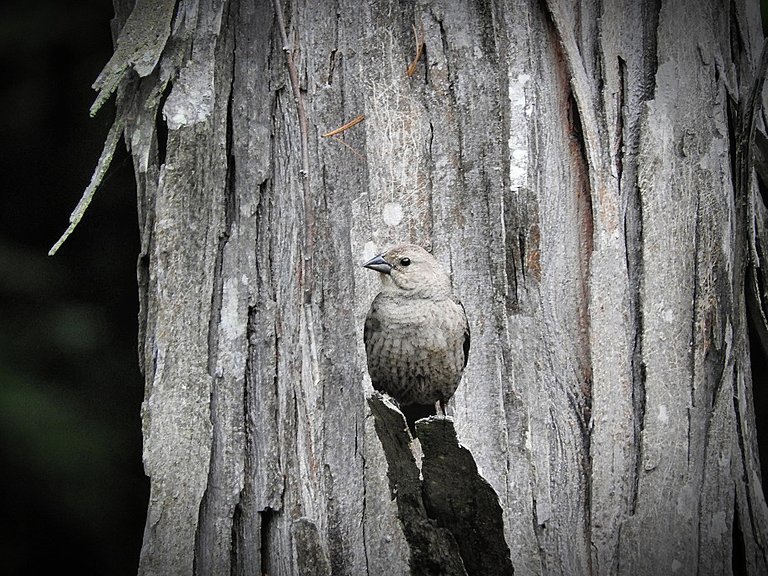 Flashback Friday Five First Feathered Friends From 2015 and 2016