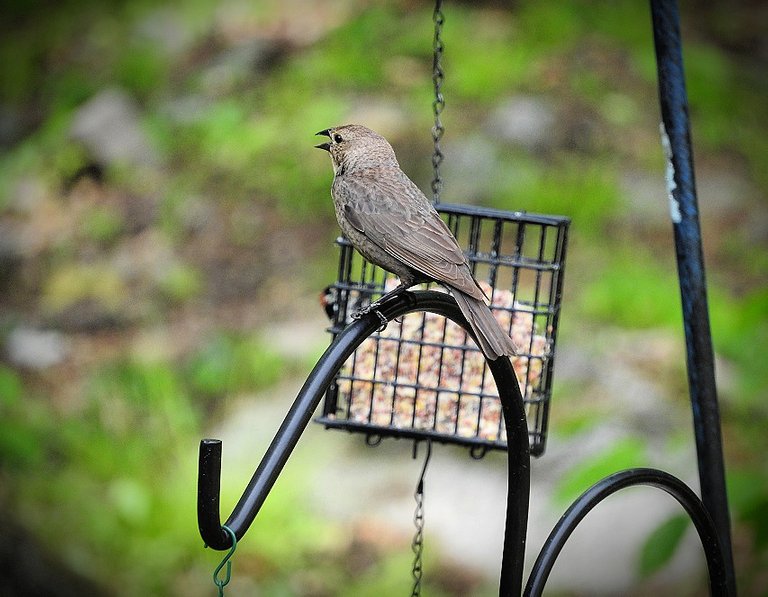 Flashback Friday Five First Feathered Friends From 2015 and 2016