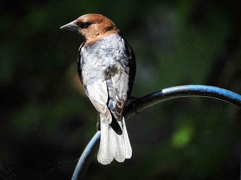 Flashback Friday Five First Feathered Friends From 2015 and 2016