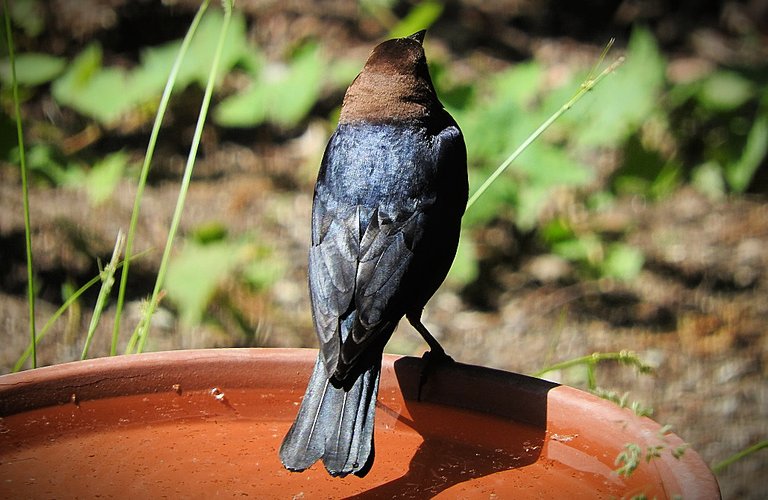 Flashback Friday Five First Feathered Friends From 2015 and 2016