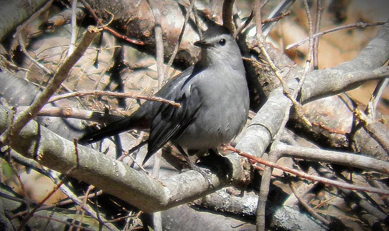 Flashback Friday Five First Feathered Friends From 2015 and 2016