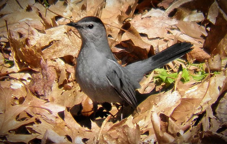 Flashback Friday Five First Feathered Friends From 2015 and 2016