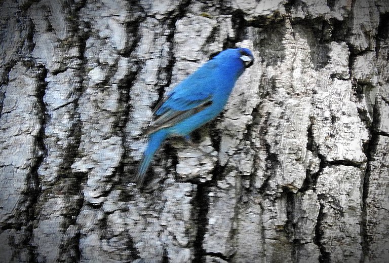 Flashback Friday Five First Feathered Friends From 2015 and 2016