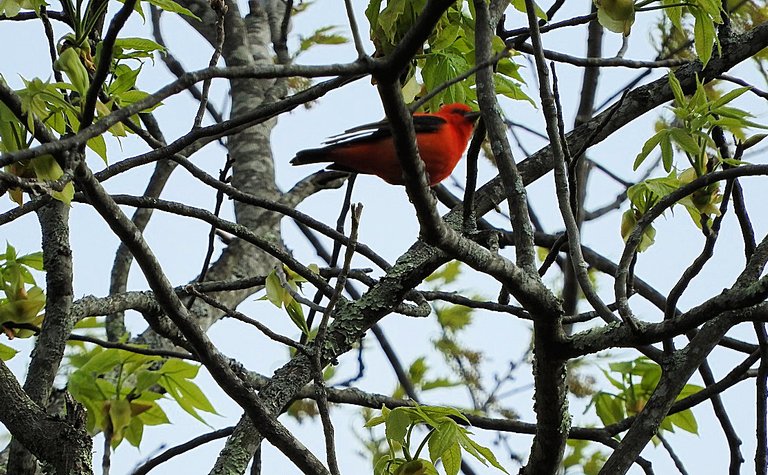 Flashback Friday Five First Feathered Friends From 2015 and 2016