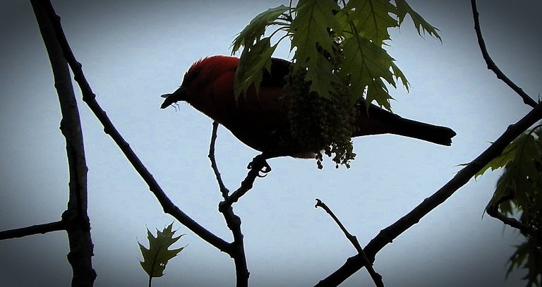 Flashback Friday Five First Feathered Friends From 2015 and 2016