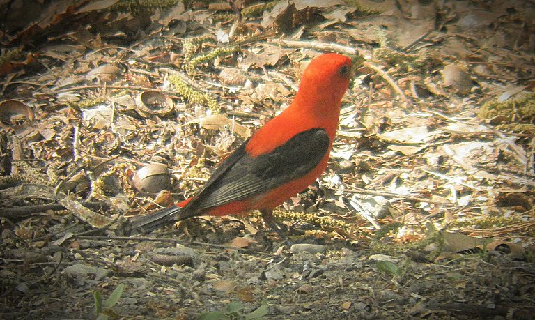 Flashback Friday Five First Feathered Friends From 2015 and 2016