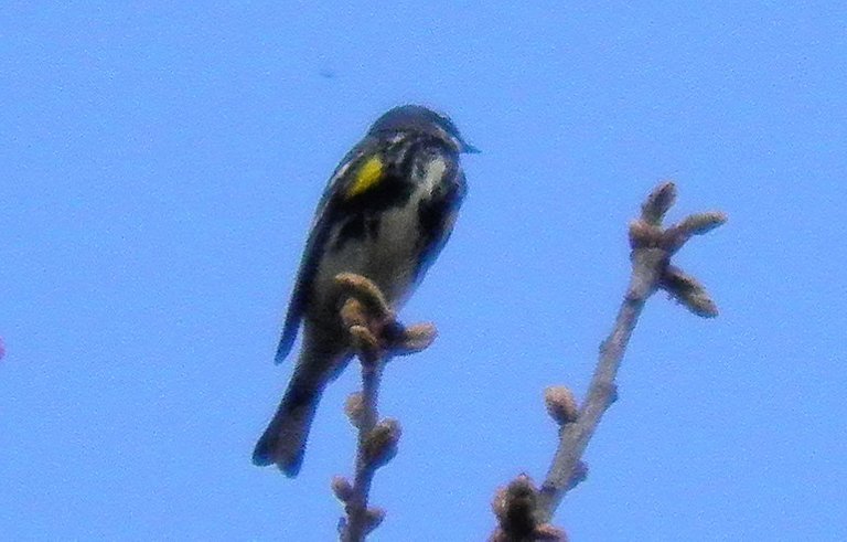 Flashback Friday Five First Feathered Friends From 2015 and 2016