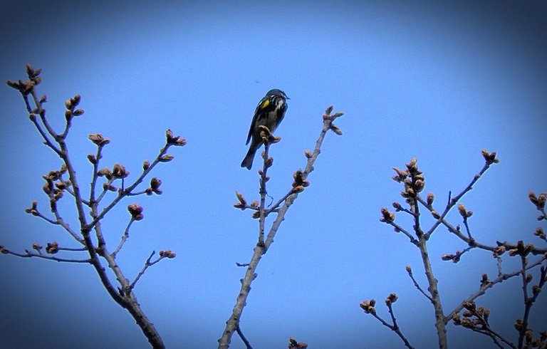 Flashback Friday Five First Feathered Friends From 2015 and 2016