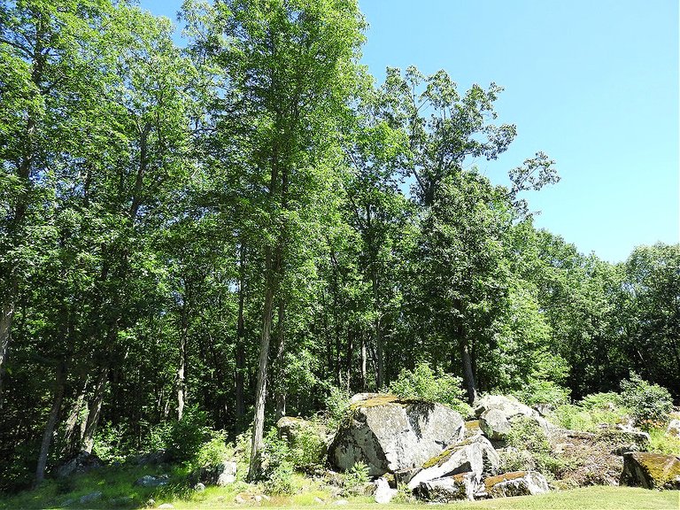 Green Solstice Trees