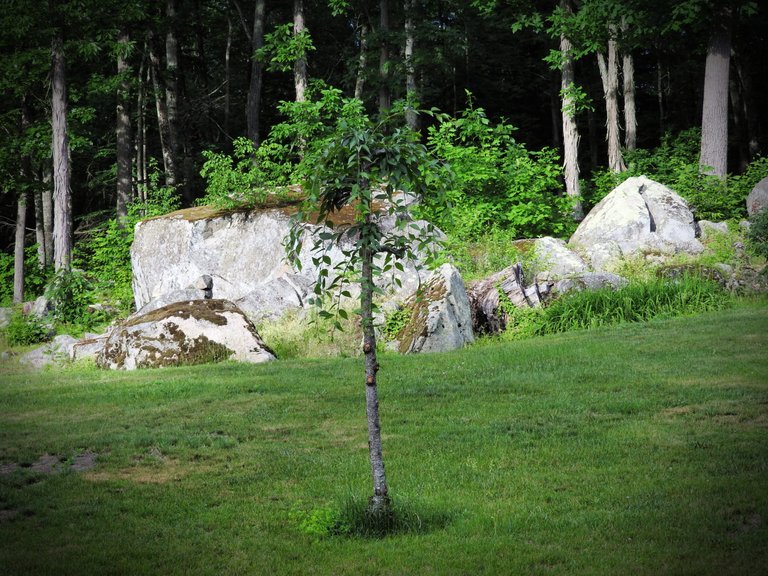 Update on our landlady's memorial tree for Thursday Tree Love