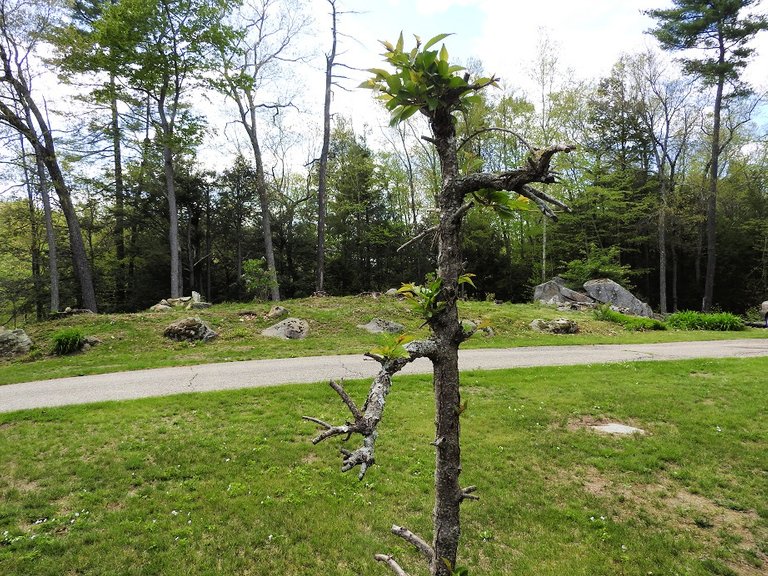 Update on our landlady's memorial tree for Thursday Tree Love