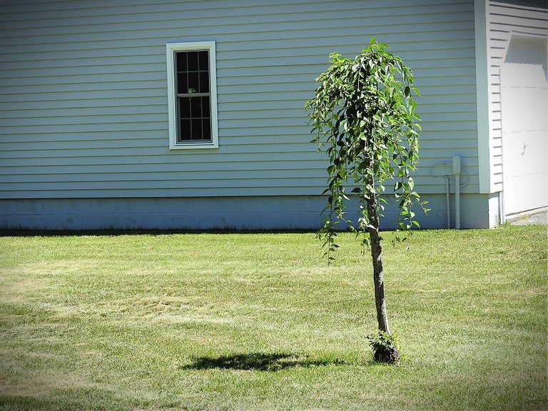 our landlady’s memorial tree