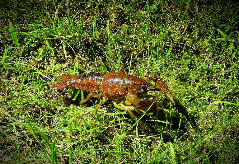 The Crayfish and the Bear