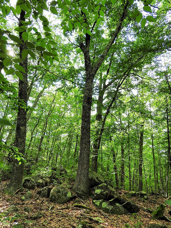 Visiting the woods