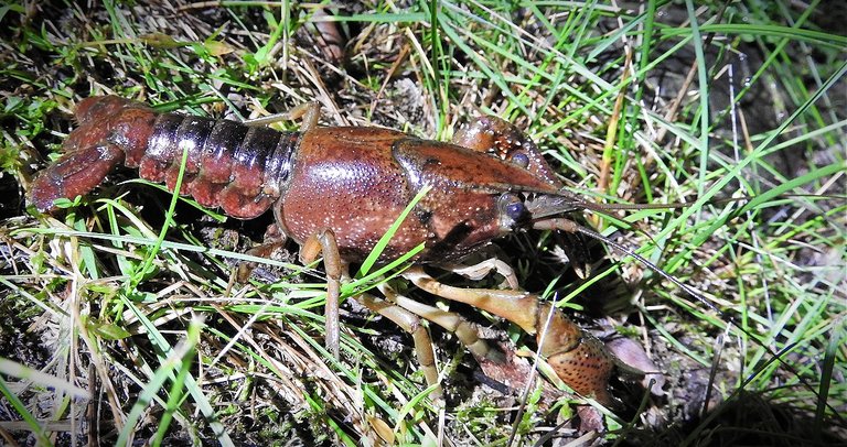 The Crayfish and the Bear