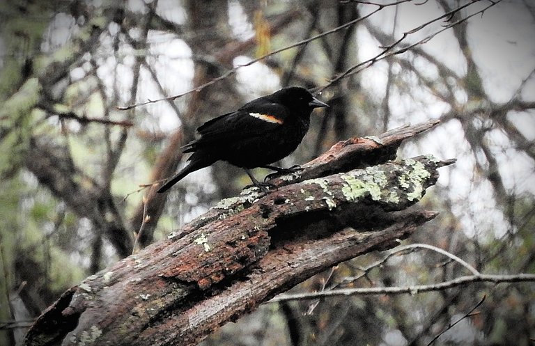 In memory of a tree branch Red-winged Blackbird