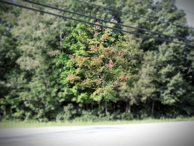 The tree that signals the end of summer