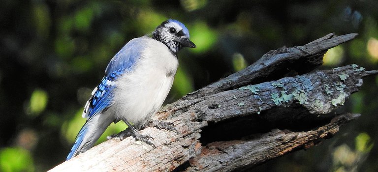 In memory of a tree branch Bluejay