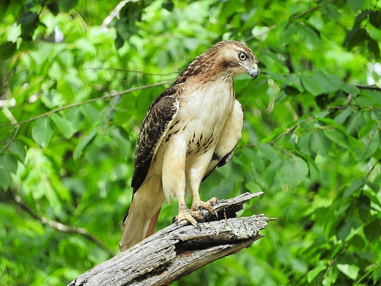 In memory of a tree branch Red-tailed Hawk